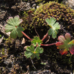 Geranium columbinum - Tauben-Storchschnabel