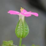 Geranium lucidum - Glänzender Storchschnabel