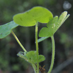 Geranium molle - Weicher Storchschnabel