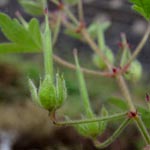 Geranium rotundifolium - Rundblättriger Storchschnabel