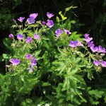 Geranium sylvaticum - Wald-Storchschnabel