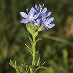 Gilia achilleifolia - Blaue Gilie