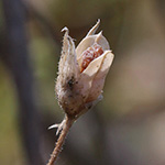 Gilia tricolor - Gilie, Vogeläuglein