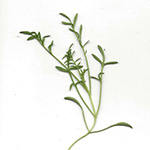 Gilia tricolor - Gilie, Vogeläuglein
