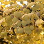 Ginkgo biloba - Fächerblattbaum
