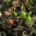 Grimmia pulvinata - Kissenmoos