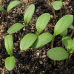 Guizotia abyssinica - Abessinisches Ramtillkraut