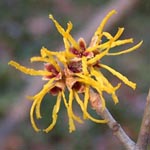 Hamamelis japonica - Japanische Zaubernuss