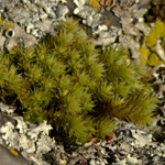 Hedwigia ciliata - Wimpern-Hedwigsmoos