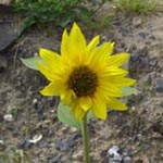 Helianthus annuus - Sonnenblume