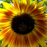 Helianthus annuus - Sonnenblume