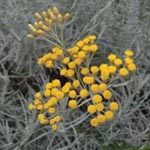 Helichrysum italicum - Currykraut