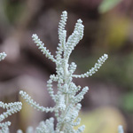 Helichrysum italicum - Currykraut
