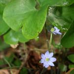 Hepatica nobilis - Leberblümchen