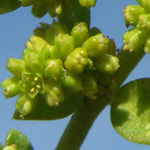 Herniaria glabra - Kahles Bruchkraut
