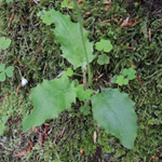 Hieracium murorum - Wald-Habichtskraut