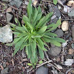 Hieracium piloselloides - Florentiner Habichtskraut