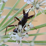 Himacerus mirmicoides - Ameisen-Sichelwanze