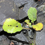 Hirschfeldia incana - Grausenf