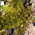 Homalothecium sericeum - Seidenmoos