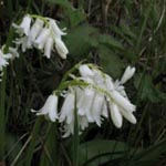 Hyacinthoides non-scripta 'Alba' - Weißes Hasenglöckchen