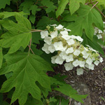Hydrangea quarcifolia - Eichenblättrige Hortensie