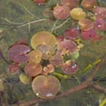 Hydrocharis morsus-ranae - Froschbiss