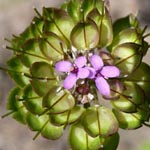 Iberis umbellata - Dolden-Seifenblume