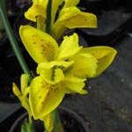 Iris danfordiae - Gelbe Zwerg-Iris