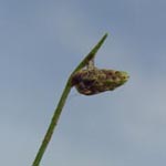 Isolepis setacea - Borsten-Moorbinse