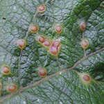 Iteomya capraea - Weidenknorpel-Gallmücke