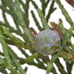 Juniperus chinensis 'Grey Owl' - Chinesischer Wacholder