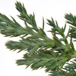 Juniperus chinensis 'Grey Owl' - Chinesischer Wacholder