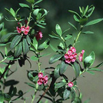 Kalmia angustifolia - Schmalblättrige Lorbeerrose