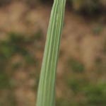Koeleria macrantha - Zierliches Schillergras