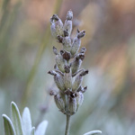 Lavandula angustifolia - Lavendel
