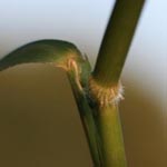 Leersia oryzoides - Reisquecke