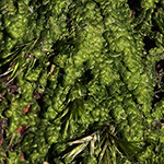 Lejeunia carvifolia - Hohlblättriges Lappenlebermoos