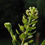 Lepidium virginicum - Virginische Kresse