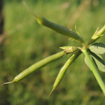 Lotus corniculatus - Gewöhnlicher Hornklee