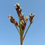 Luzula multiflora - Vielblütige Hainsimse
