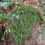 Luzula sylvatica - Wald-Hainsimse