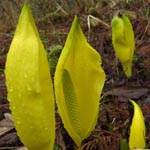 Lysichiton americanus - Gelbe Scheincalla