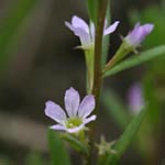Lythrum hyssopifolia - Ysopblättriger Weiderich