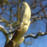 Magnolia acuminata - Gurken-Magnolie
