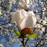 Magnolia x loebneri - Loebners Magnolie