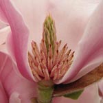 Magnolia x soulangeana - Tulpen-Magnolie