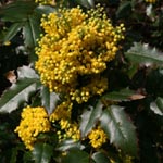 Mahonia aquifolium - Kornellkirsche