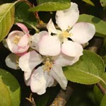 Malus sylvestris - Wild-Apfel