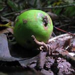 Malus sylvestris - Wild-Apfel